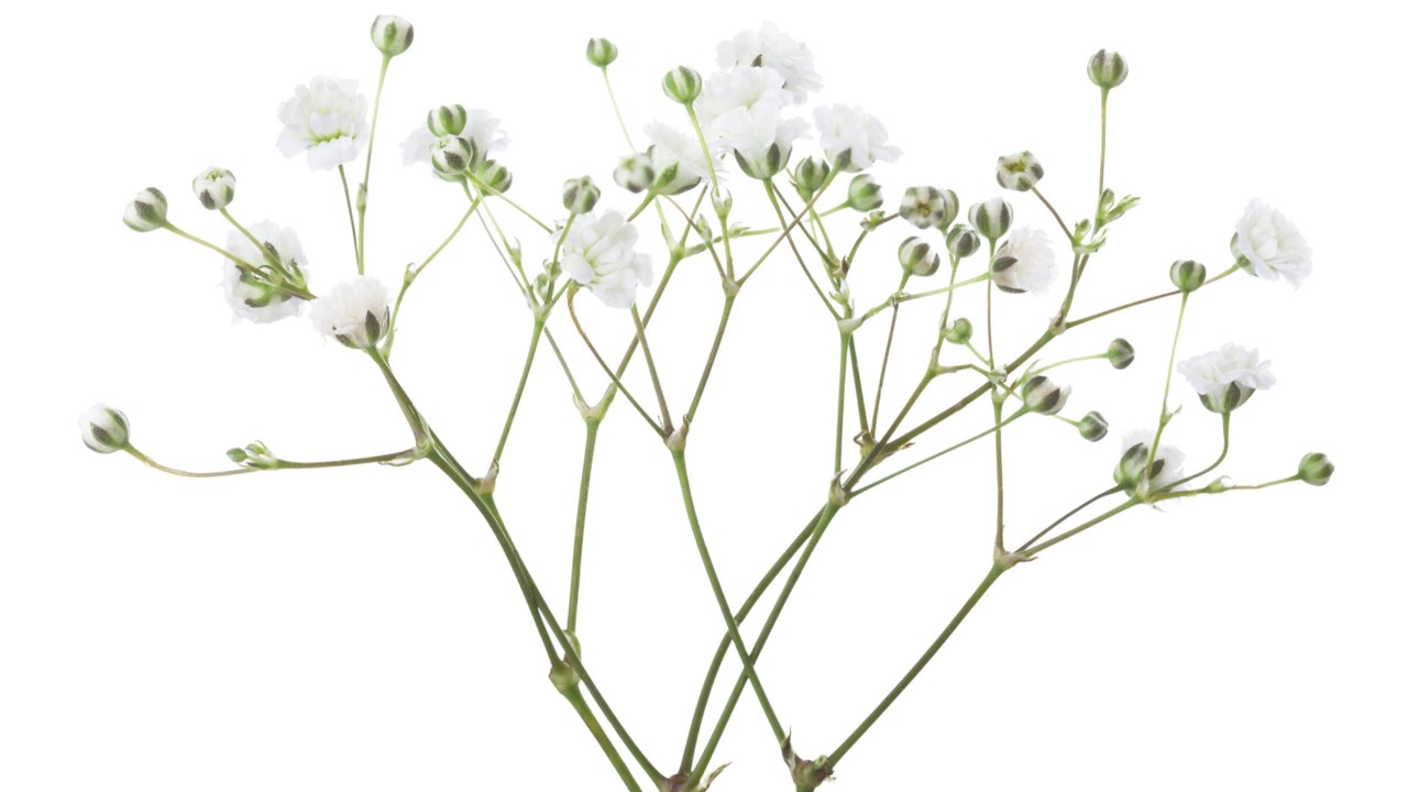 Testimonials Background Theme